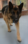 fundhund102013