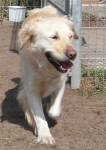 fundhundgoldenretriever042012