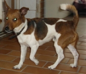 fundhundjackrussell042012