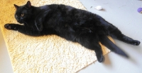 abgabekatze022013
