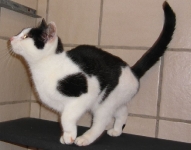 fundkatzeahornbusch032012