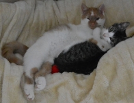 fundkatzenwarpe112013