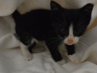 fundkitteerichshagen082014