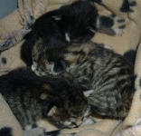 fundkittenhassel082013