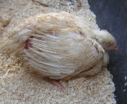 armes-huhn.jpg