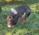 schweinchen.jpg